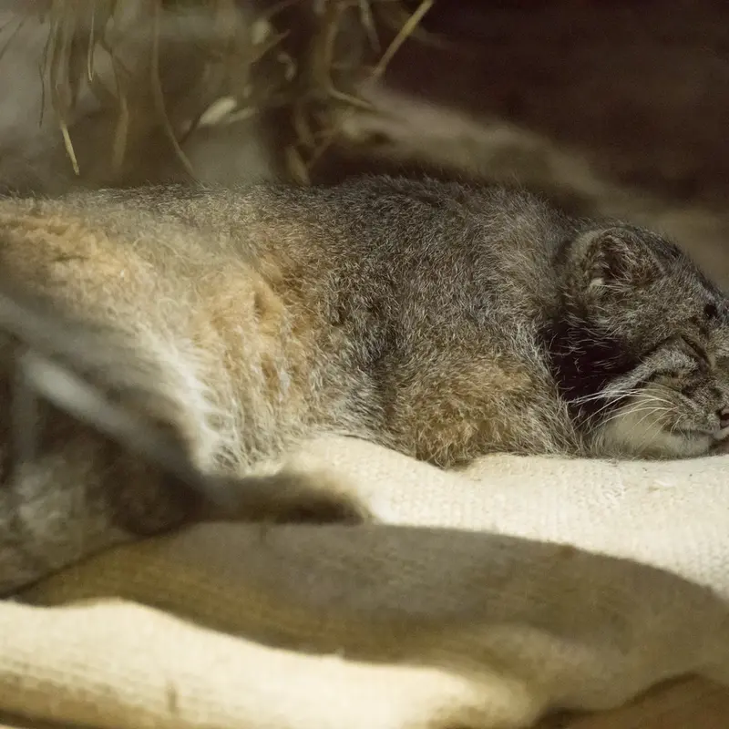 A photograph of Klyon in Ueno Zoological Gardens