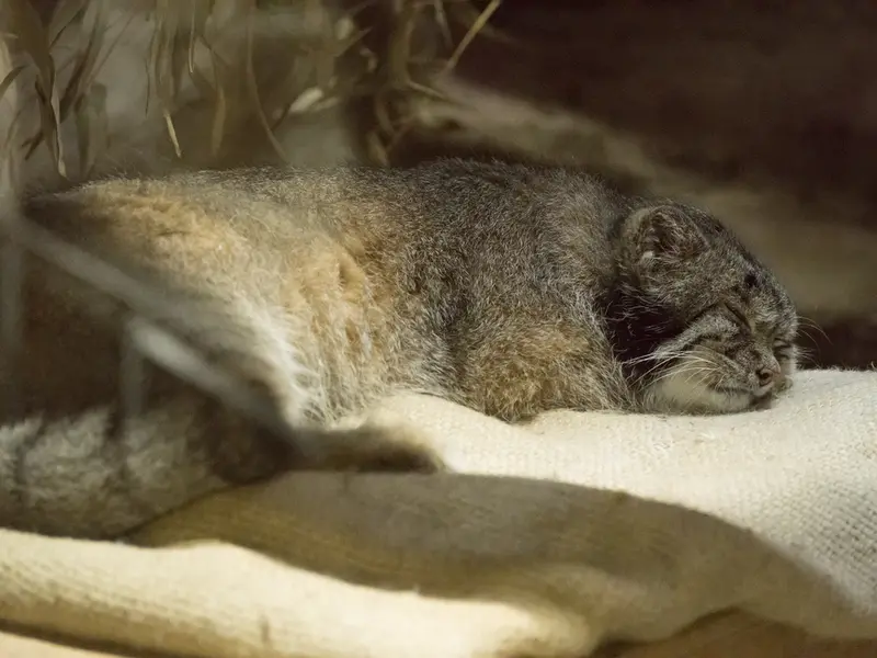 A photograph of Klyon in Ueno Zoological Gardens