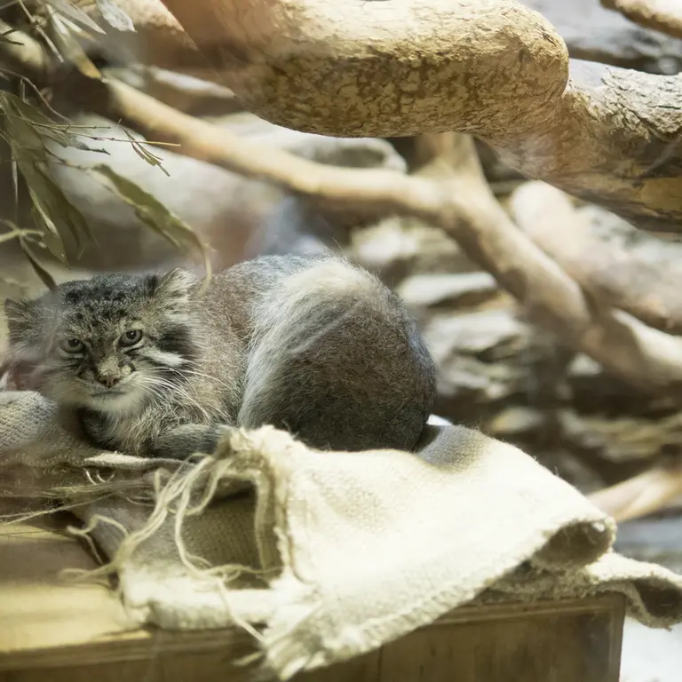 A photograph of Klyon in Ueno Zoological Gardens