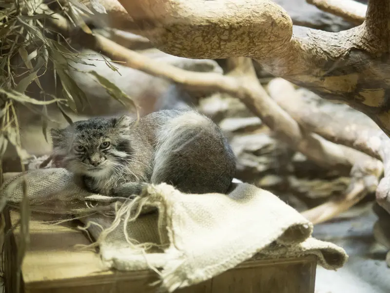 A photograph of Klyon in Ueno Zoological Gardens