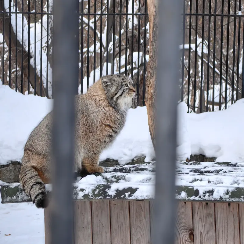 A photograph of Son of Eve 2023 Ⅳ in Novosibirsk Zoo