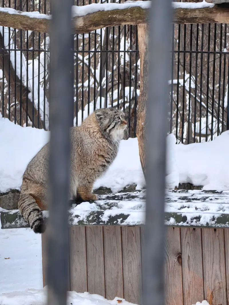 A photograph of Son of Eve 2023 Ⅳ in Novosibirsk Zoo