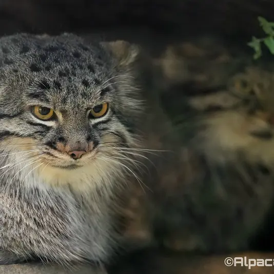 A photograph of Mei in Kobe Animal Kingdom