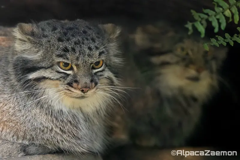 A photograph of Oto and Mei in Kobe Animal Kingdom