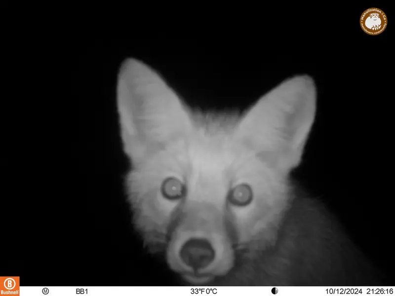 A photograph of Red fox from Aktas-Kunkora camera trap
