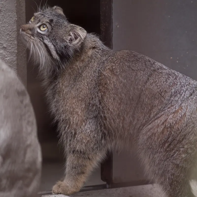 A photograph of Figa in Nogeyama Zoo