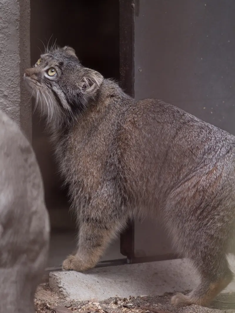 A photograph of Figa in Nogeyama Zoo