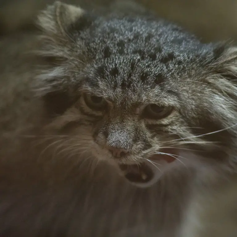 A photograph of Klyon in Ueno Zoological Gardens