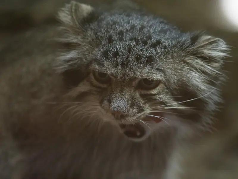 A photograph of Klyon in Ueno Zoological Gardens
