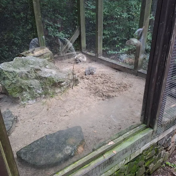 A photograph of a Pallas&#039;s cat in Košice Zoo