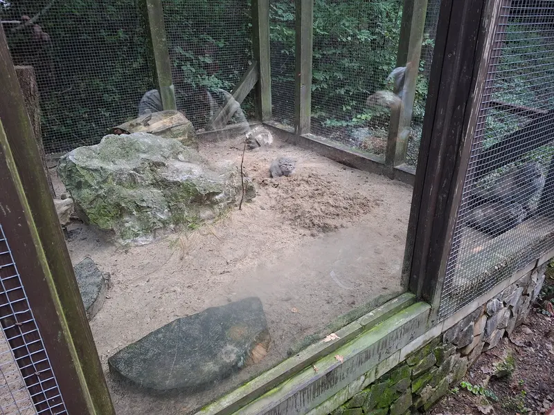 A photograph of a Pallas&#039;s cat in Košice Zoo
