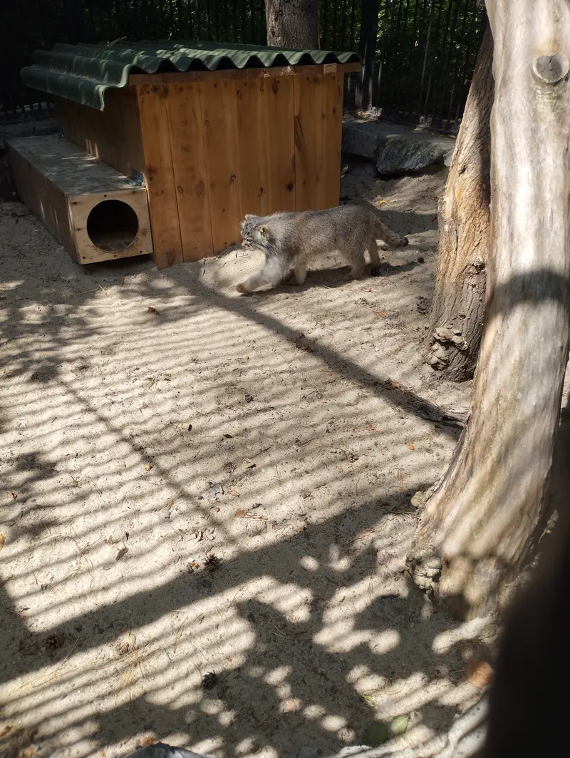 A photograph of a Pallas's cat in Novosibirsk Zoo