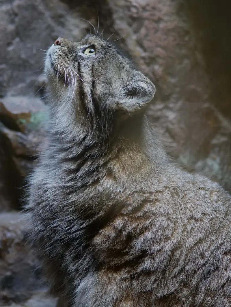 A photograph of Primula in Ueno Zoological Gardens