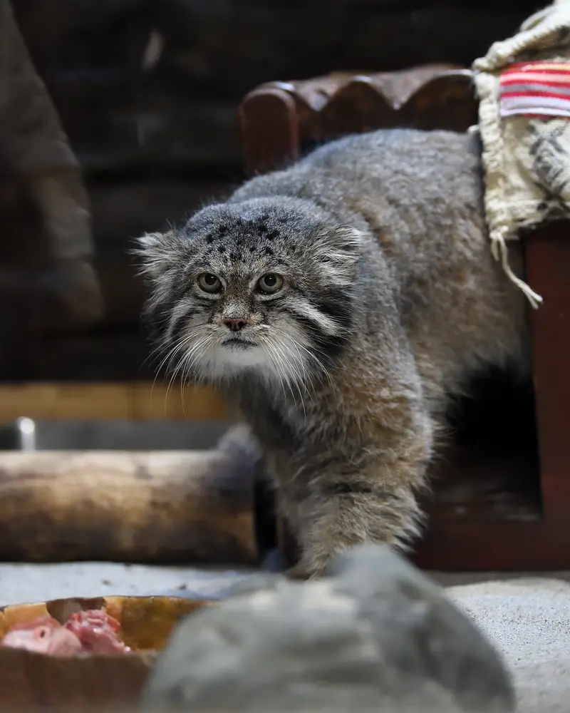A photograph of Klyon in Ueno Zoological Gardens