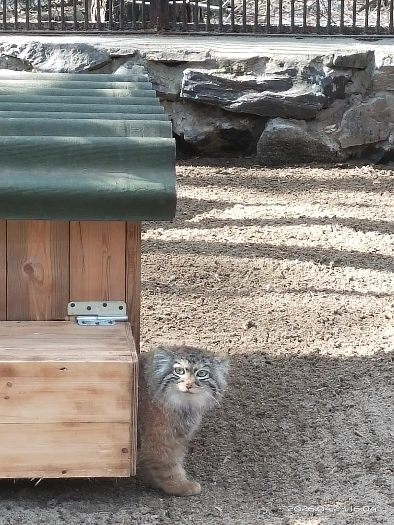 A photograph of a Pallas's cat in Novosibirsk Zoo
