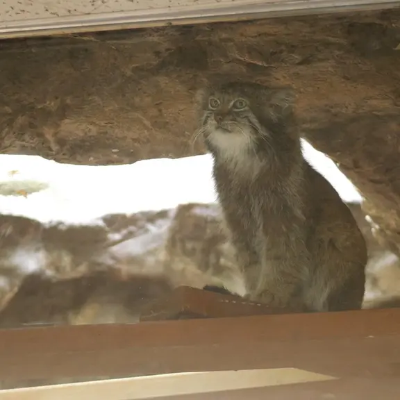 A photograph of a Pallas's cat in Ueno Zoological Gardens