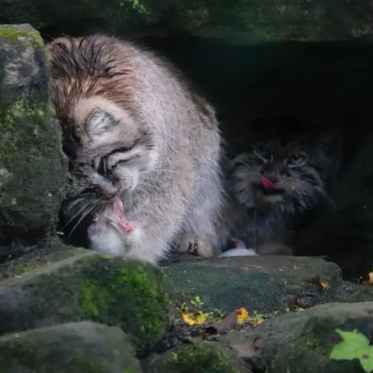 A photograph of Cota and Poes in Rotterdam Zoo