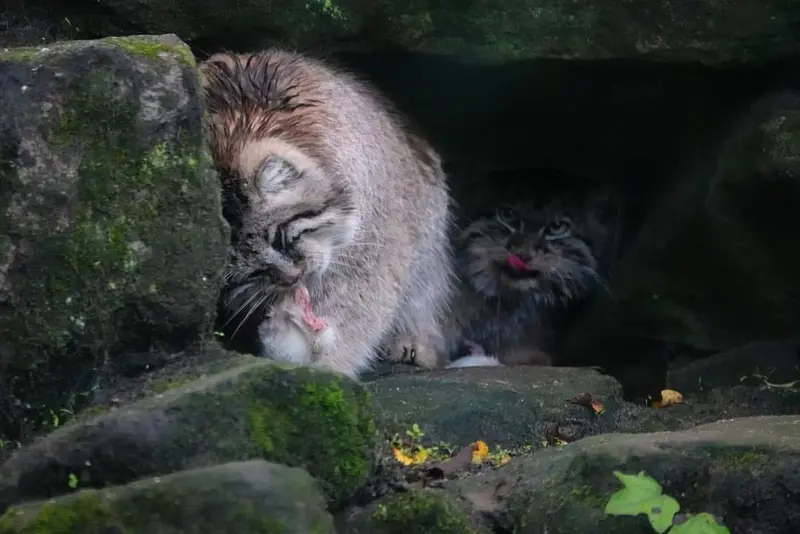 A photograph of Cota and Poes in Rotterdam Zoo