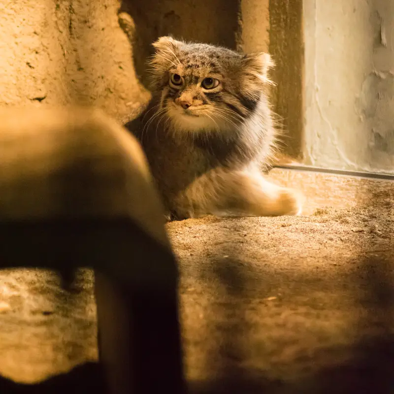 A photograph of Figa in Nogeyama Zoo