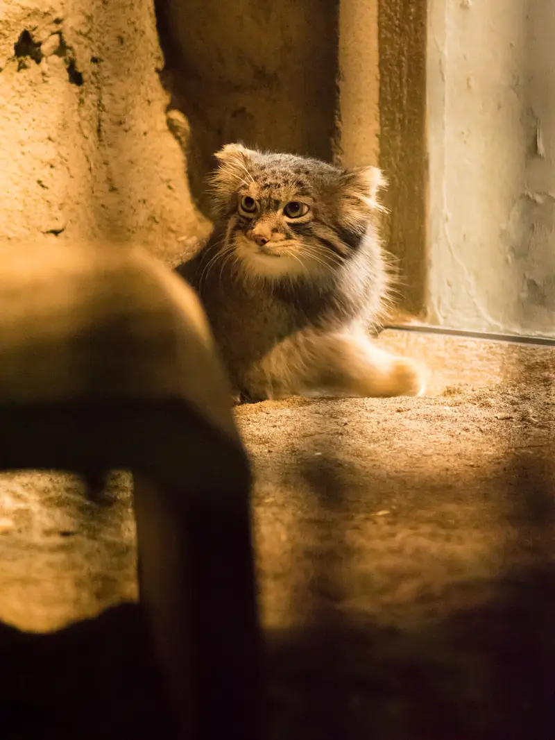 A photograph of Figa in Nogeyama Zoo