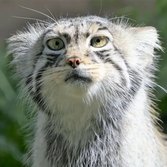 A photograph of Aiolos in Tallinn Zoo