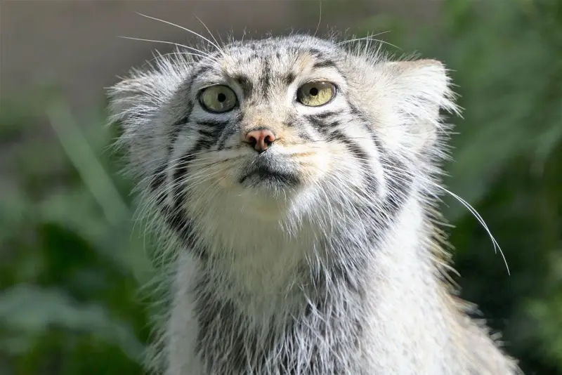 A photograph of Aiolos in Tallinn Zoo