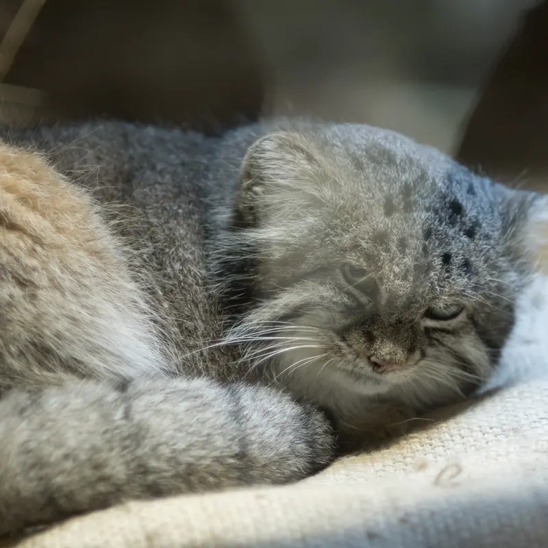 A photograph of Klyon in Ueno Zoological Gardens
