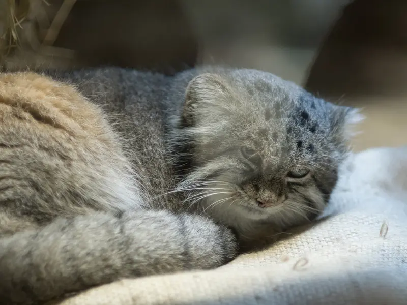 A photograph of Klyon in Ueno Zoological Gardens