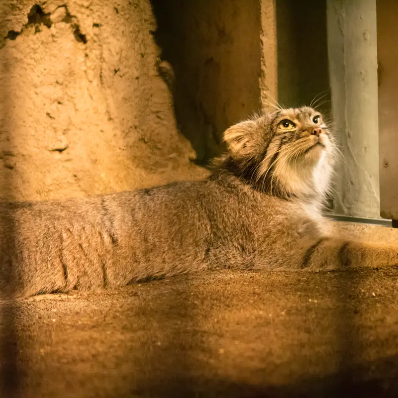 A photograph of Figa in Nogeyama Zoo