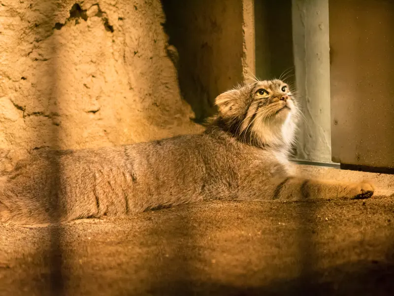 A photograph of Figa in Nogeyama Zoo