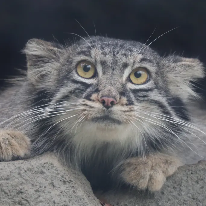 A photograph of Mei in Kobe Animal Kingdom