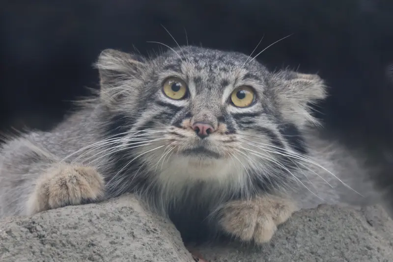 A photograph of Mei in Kobe Animal Kingdom