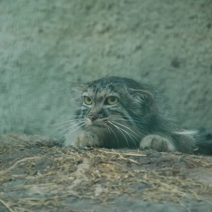 A photograph of Lucy in Budapest Zoo & Botanical Garden