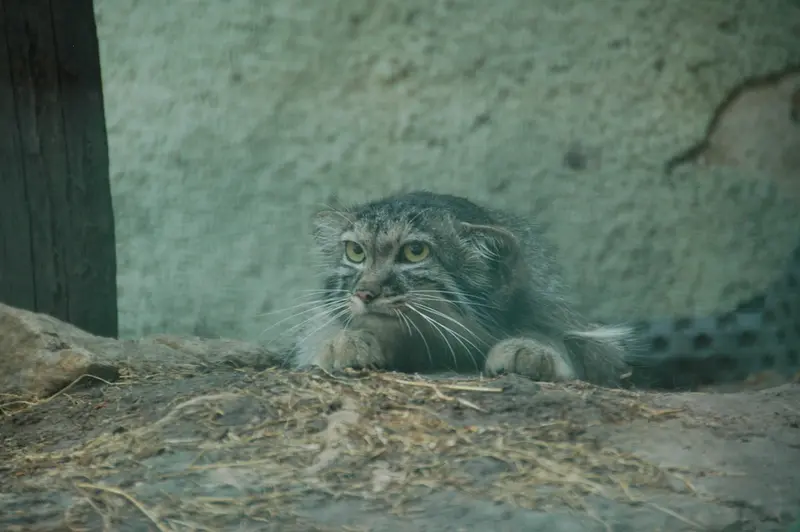 A photograph of Lucy in Budapest Zoo & Botanical Garden