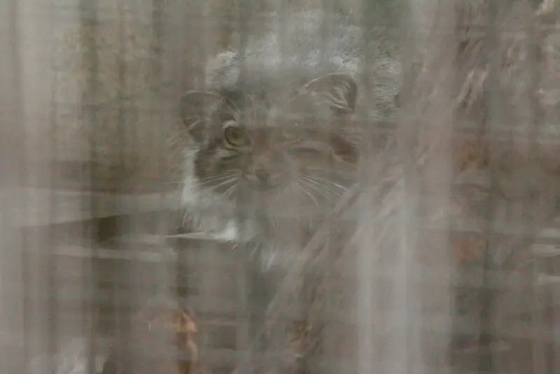 A photograph of Lucy in Budapest Zoo & Botanical Garden