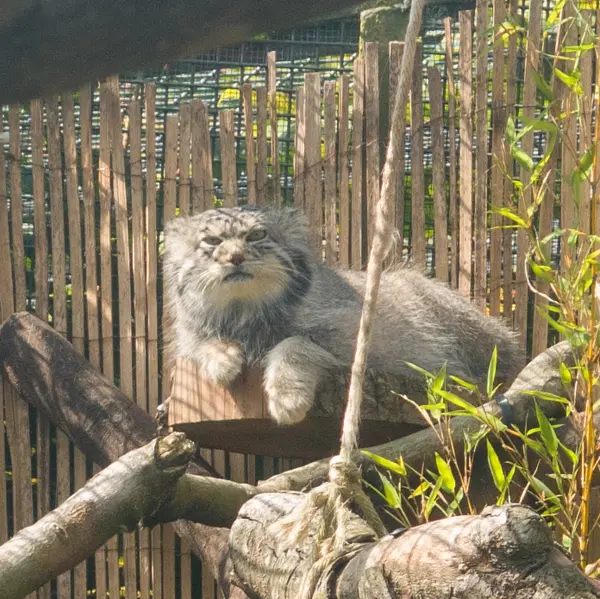 A photograph of Akiko in Edinburgh Zoo