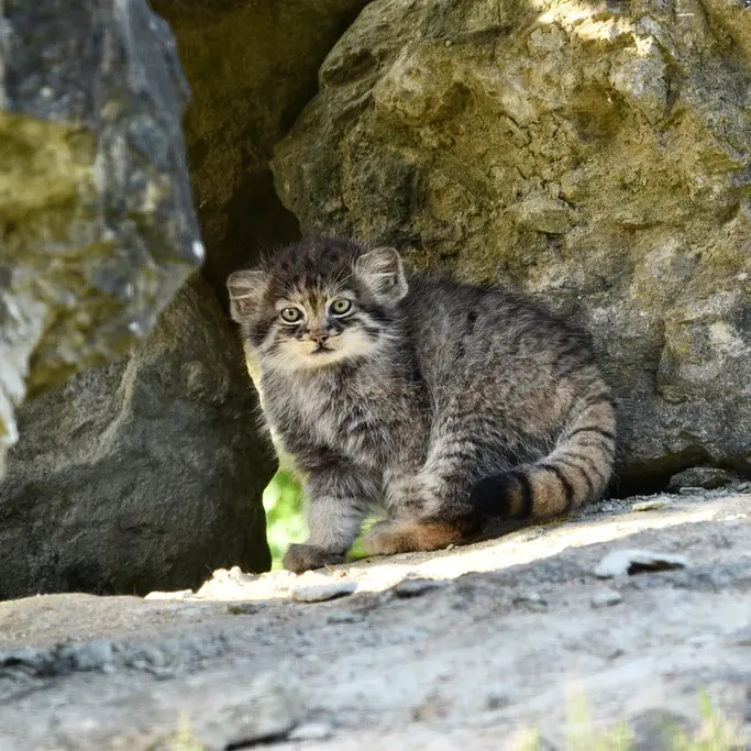 A photograph of a Pallas's cat in Port Lympne Wild Animal Park