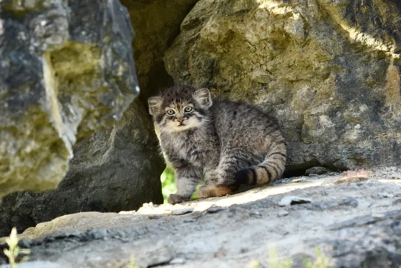 A photograph of a Pallas's cat in Port Lympne Wild Animal Park