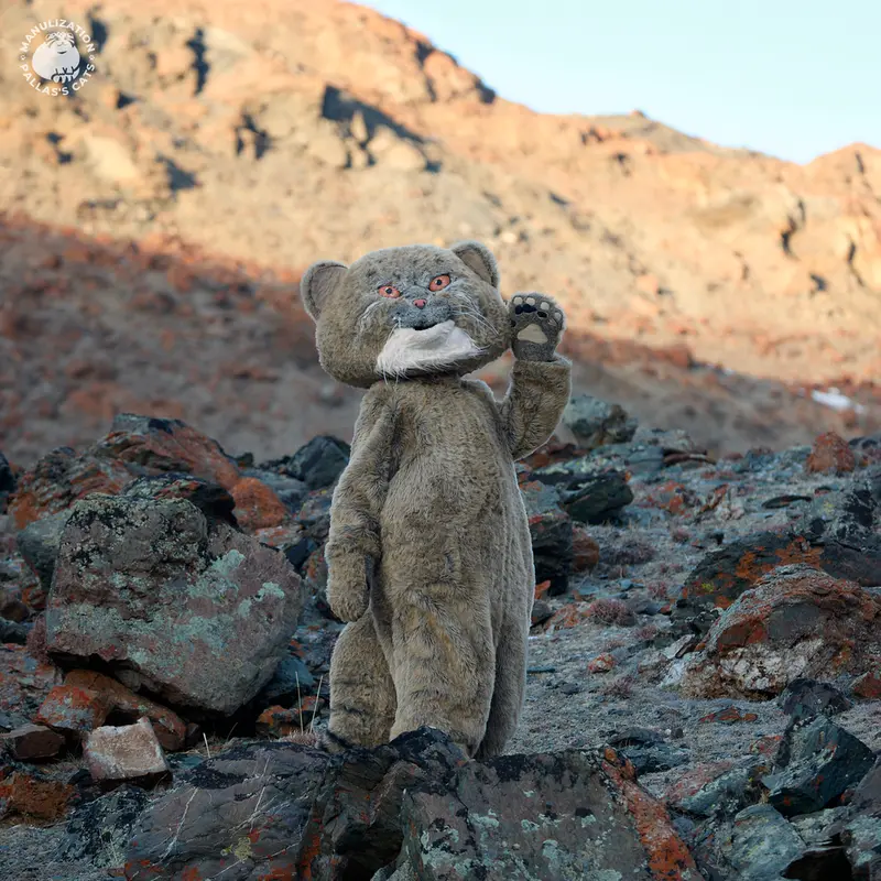 A photograph of a Pallas's cat