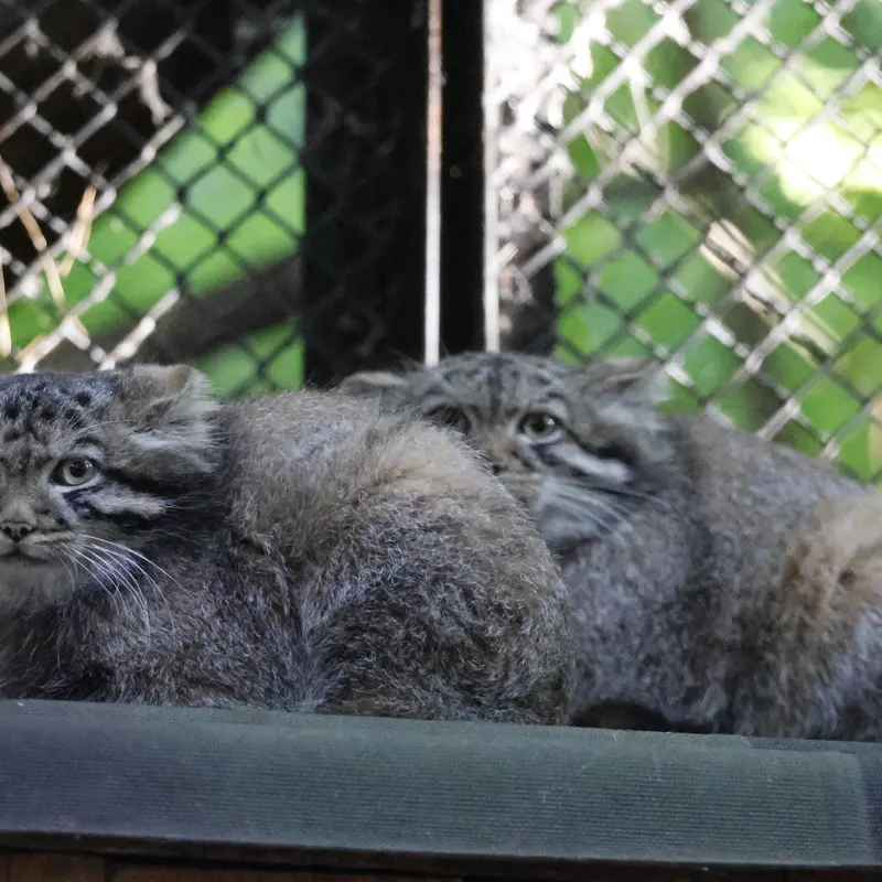 A photograph of a Pallas's cat