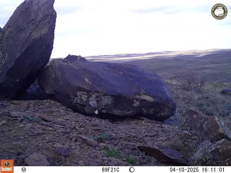 A photograph of a Pallas&#039;s cat from Koshkar camera trap