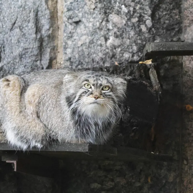 A photograph of Timofey in Moscow zoo