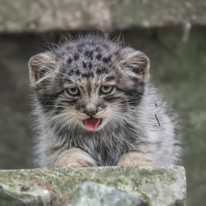 A photograph of a Pallas's cat in Brno Zoo