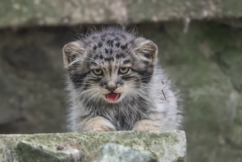 A photograph of a Pallas's cat in Brno Zoo