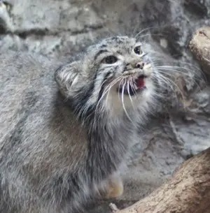 A photograph of a Pallas's cat