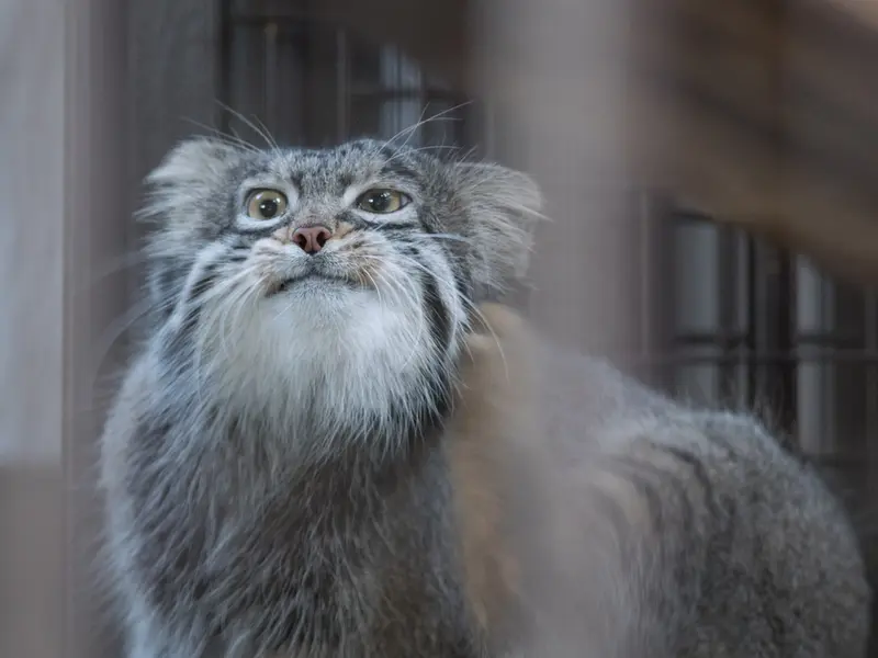 A photograph of Figa in Nogeyama Zoo
