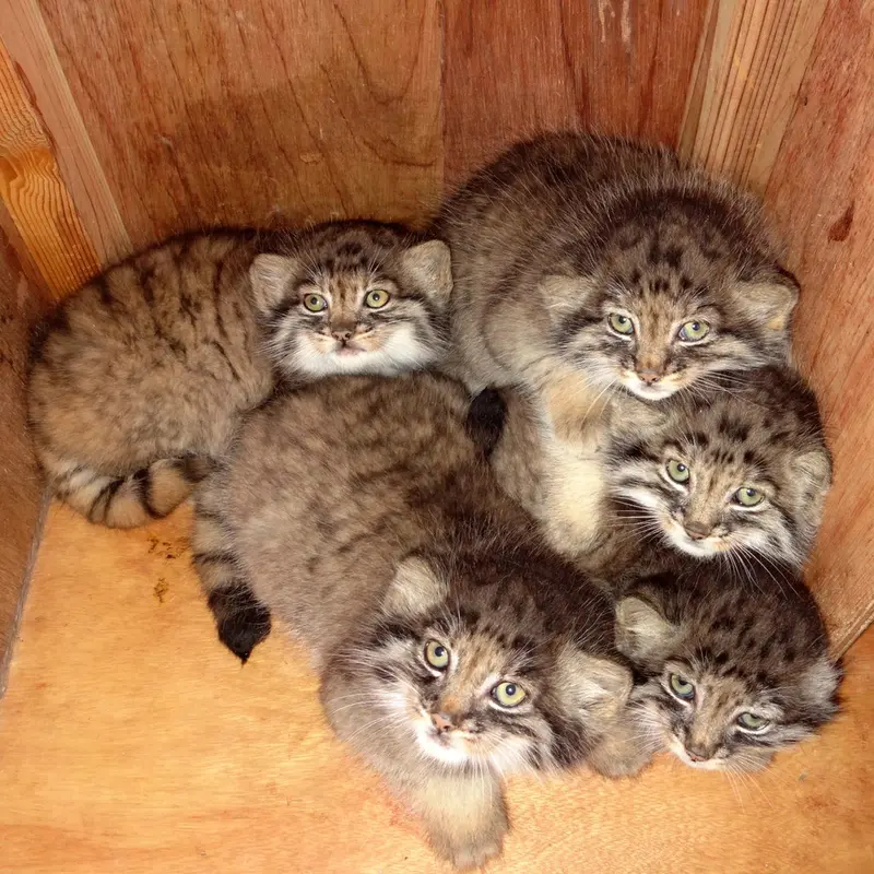 A photograph of Grusha, Iris, Lotos, Oliva, and Primula in Saitama Children's Zoo