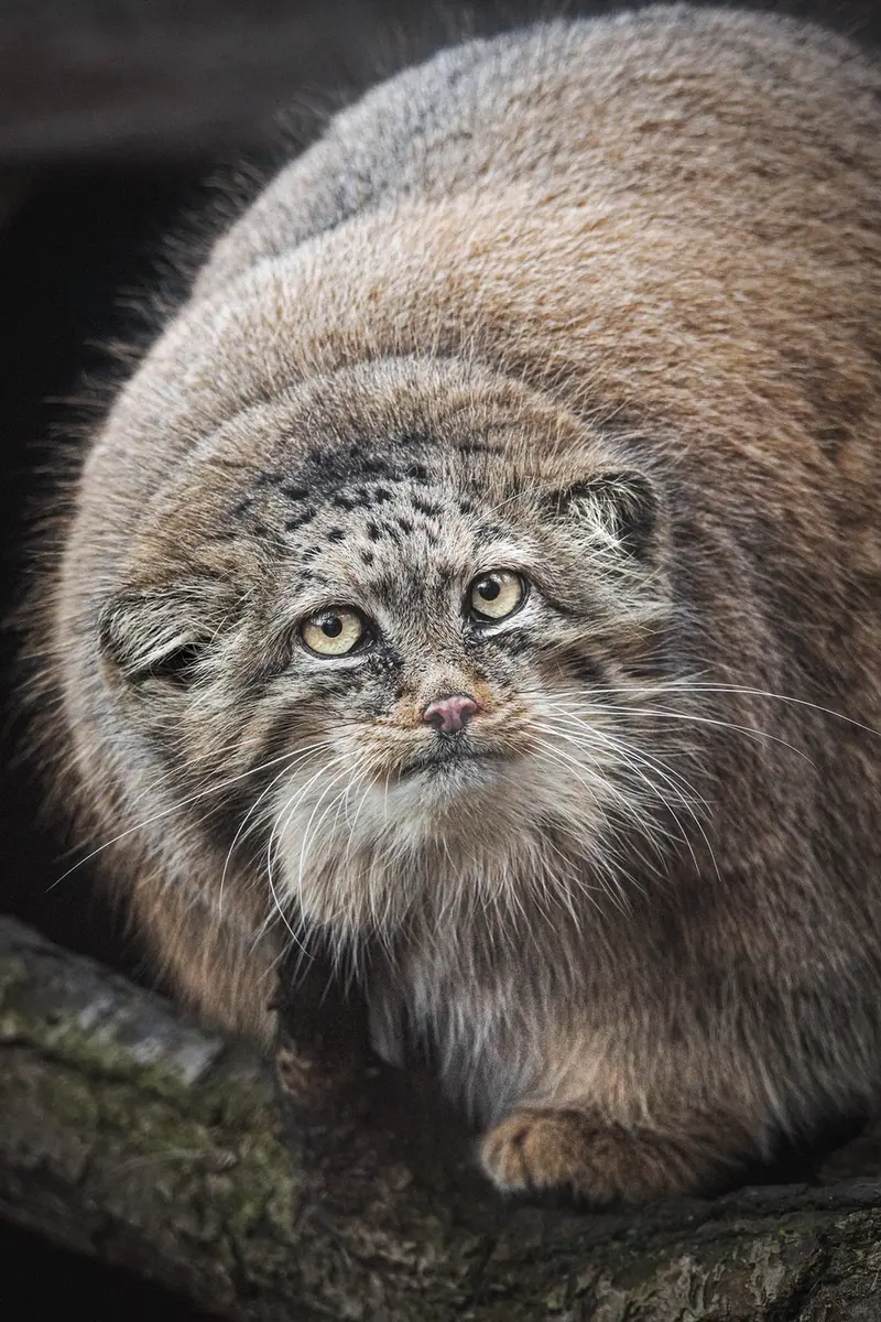 A photograph of Rosa in Brno Zoo