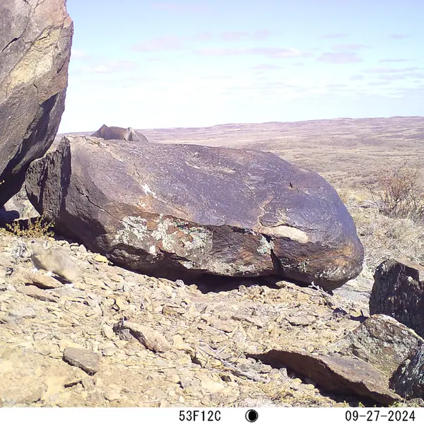 A photograph of Kazakh pika from Koshkar camera trap