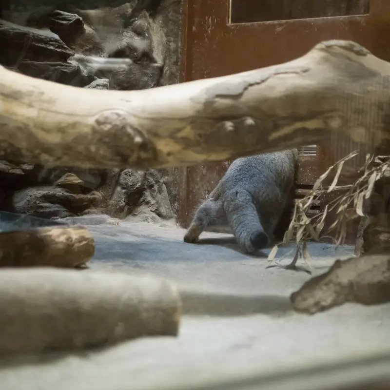 A photograph of Klyon in Ueno Zoological Gardens